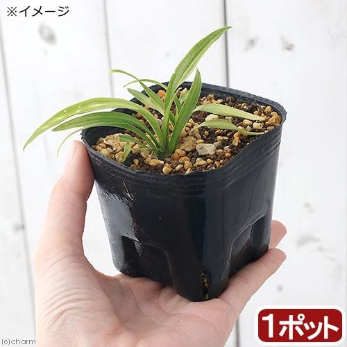 76 Off 山野草 キチジョウソウ 吉祥草 ３号 １ポット