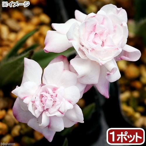 陰茎の痛みはどのくらい続きますか