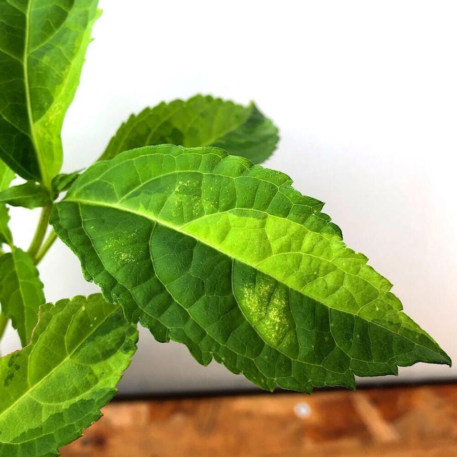 チャーム（ペット） （山野草）斑入りテンニンソウ（斑入天人草） 3号