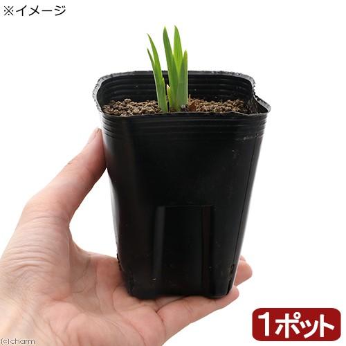 ビオトープ 水辺植物 花菖蒲 藤勝見 フジカツミ 江戸系薄藤色地濃筋入