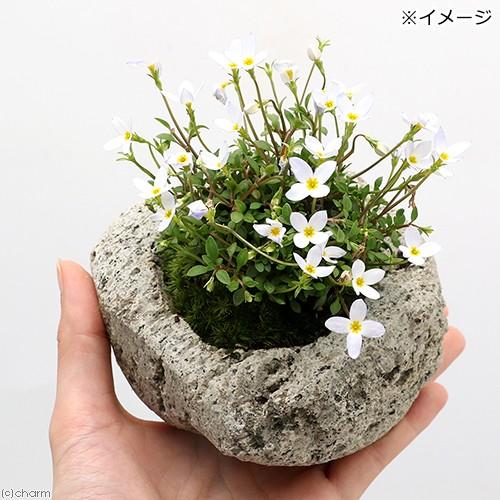 チャーム（charm） （盆栽）苔盆栽 白花ヒナソウ（白花雛草）〜白溶岩
