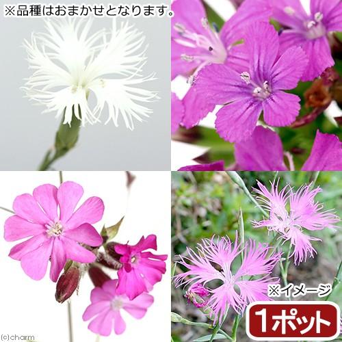 山野草 ナデシコ 撫子 品種おまかせ 正規 １ポット 休眠株 ３号