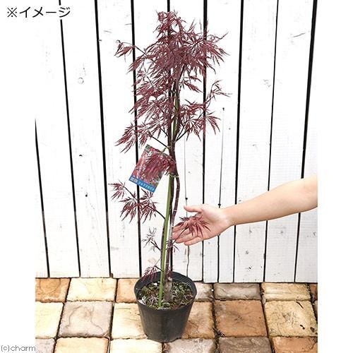 チャーム（charm） （盆栽）モミジ 大ポット レッドドラゴン 4〜6号