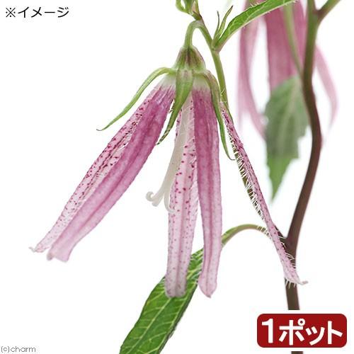 激安 激安特価 送料無料 山野草 ホタルブクロ 蛍袋 ピンクオクトパス ３号 １ポット