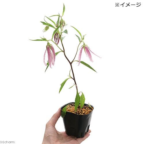 山野草 ホタルブクロ 蛍袋 ピンクオクトパス ３号 １ポット チャーム Charm Paypayモール店 通販 Paypayモール