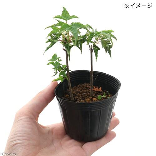 チャーム（charm） （山野草）盆栽 ナルトカエデ（鳴門楓） 3号（1