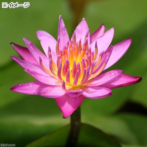 チャーム（charm） （ビオトープ）睡蓮 熱帯性睡蓮（スイレン）（桃