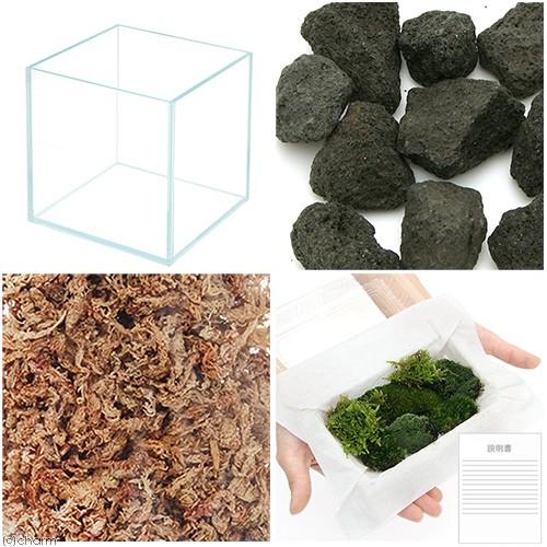 チャーム（charm） （観葉植物）苔テラリウム レイアウトキット