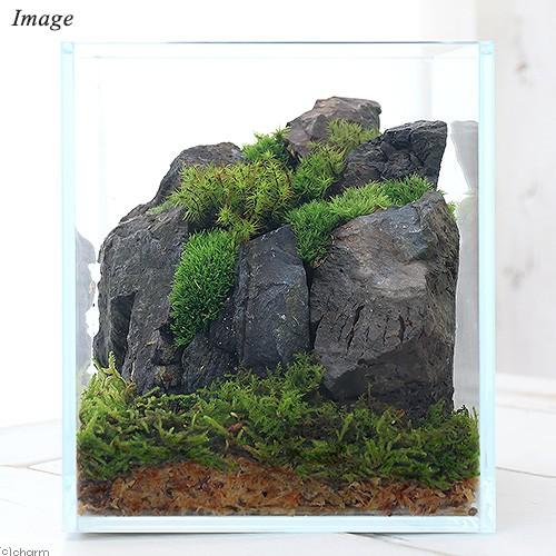観葉植物 苔テラリウム レイアウトキット ナチュラル 風山石 説明書付 チャーム Charm Paypayモール店 通販 Paypayモール