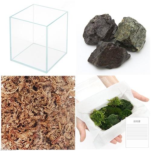 チャーム（charm） （観葉植物）苔テラリウム レイアウトキット