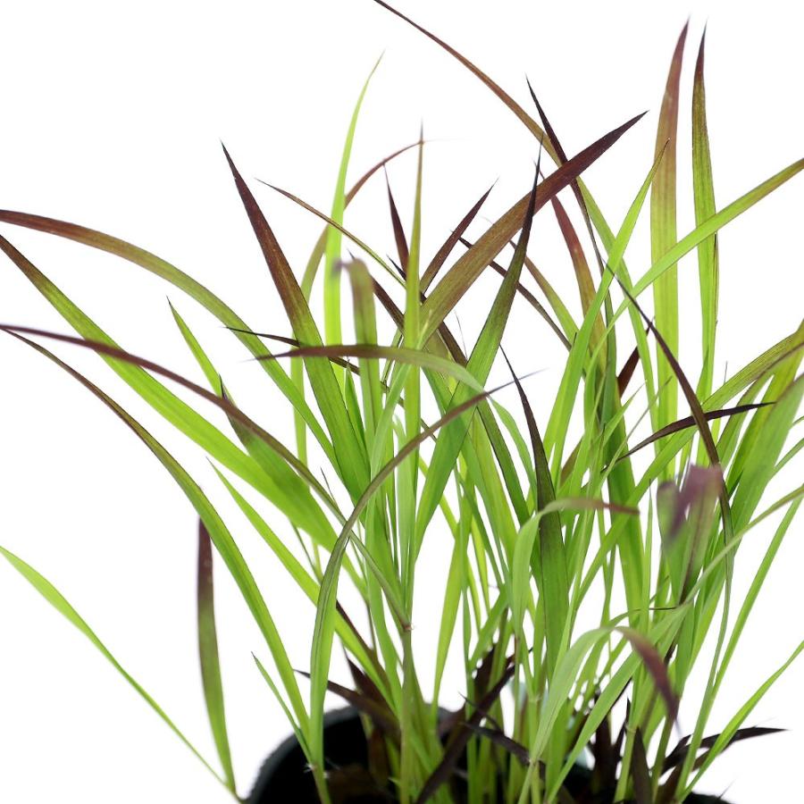 （ビオトープ）水辺植物　古代米　紫稲（ムラサキイネ）３号（１ポット）観賞用稲　自由研究