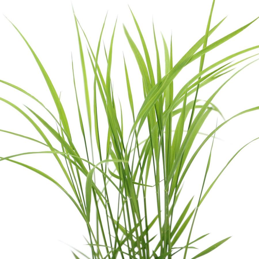 （ビオトープ）水辺植物　お米の苗　古代米　神丹穂（カンニホ）３号（１ポット）観賞用稲　自由研究｜chanet