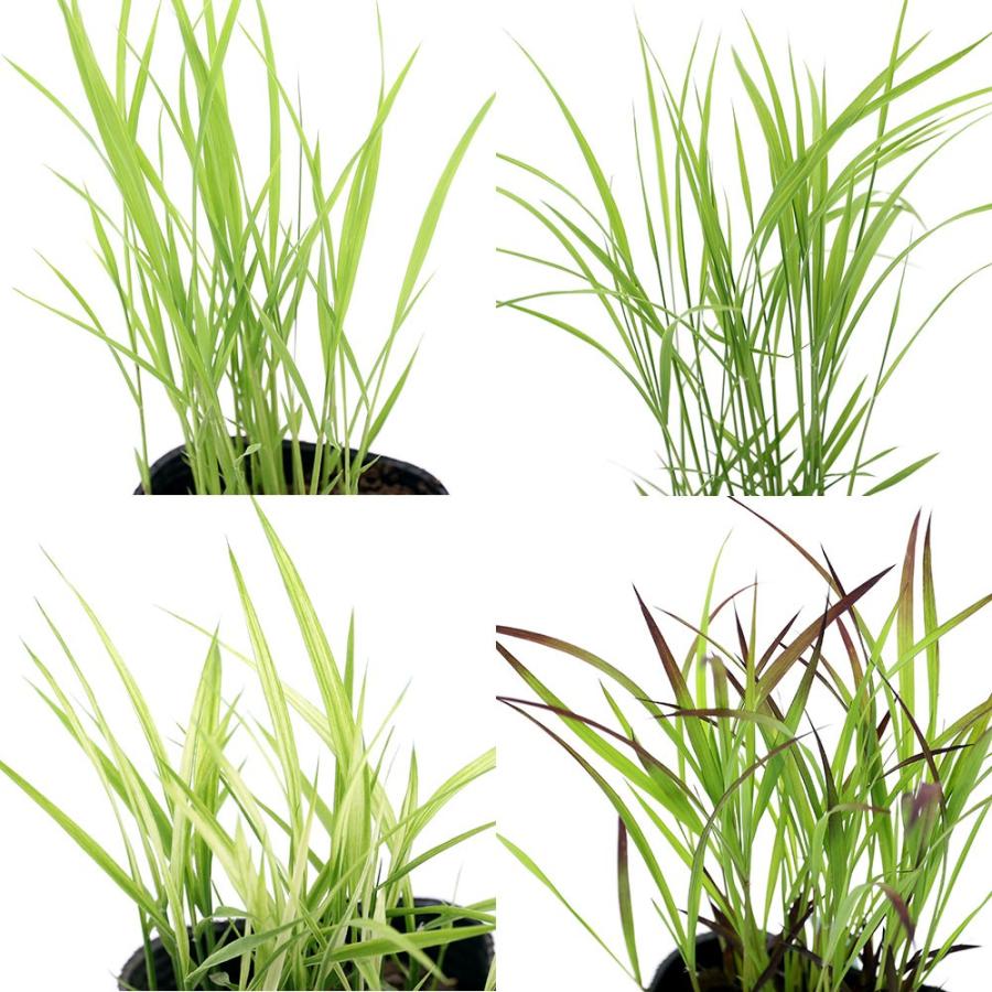 （ビオトープ）水生植物　お米の苗　おまかせ４種セット（各１ポット）（Yahoo!・チャーム charm ヤフー店）