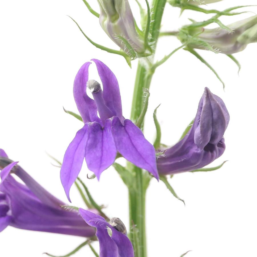 （ビオトープ）水辺植物　紫花サワギキョウ（１ポット）　湿性植物