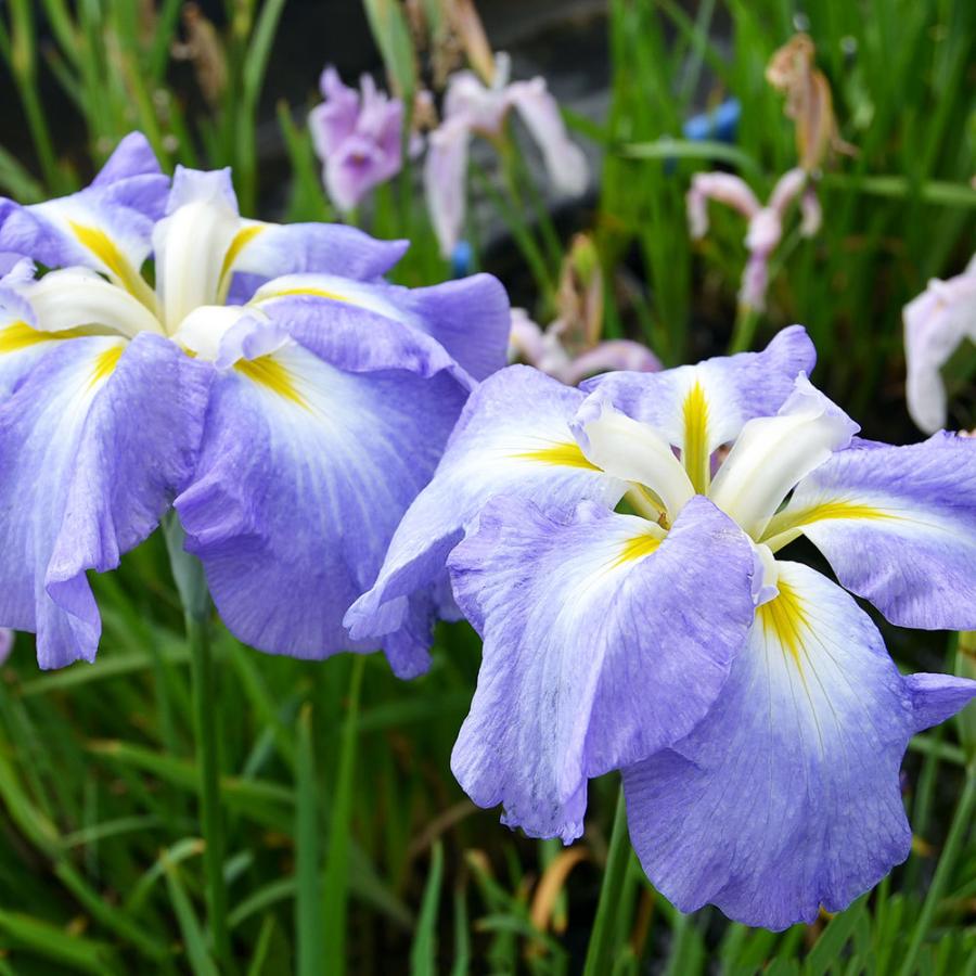 ビオトープ 水辺植物 花菖蒲 オーシャンミスト 米国系濃藤色底白ぼかし六英花 １ポット チャーム Charm Paypayモール店 通販 Paypayモール