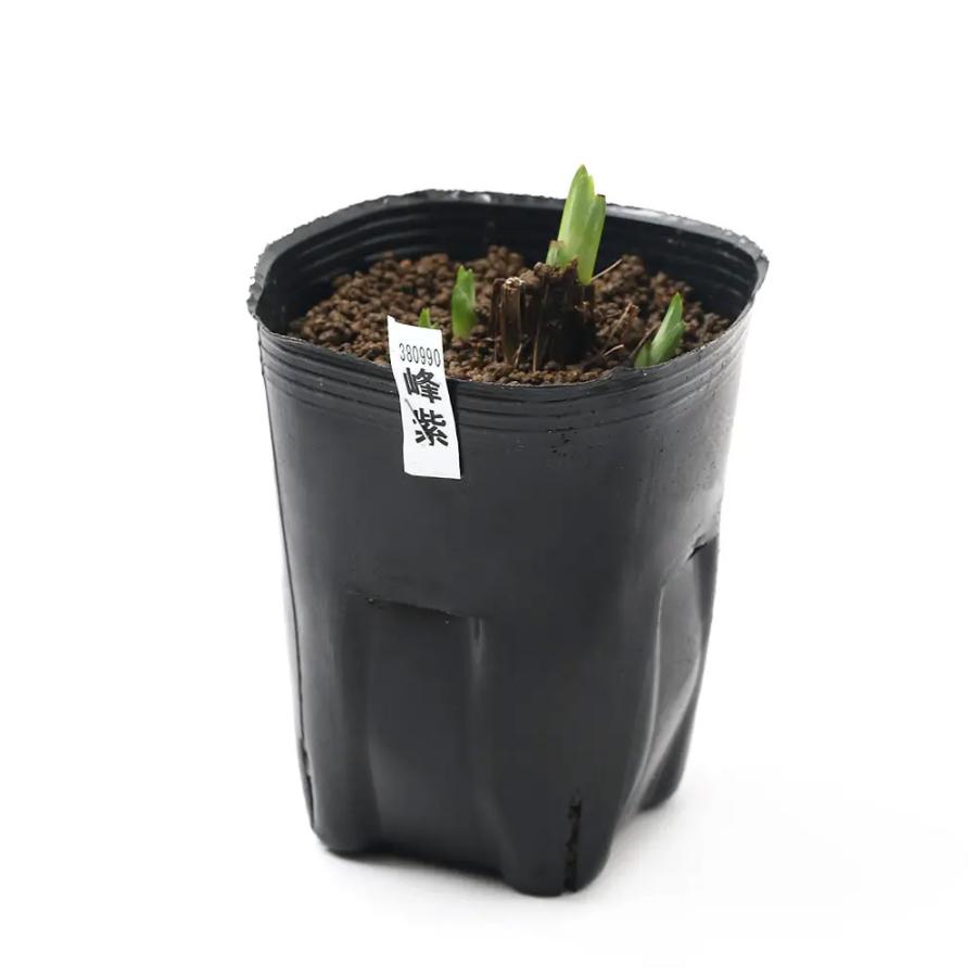 新商品 ビオトープ 水辺植物 花菖蒲 峰紫 ミネムラサキ 江戸系濃紫中輪三英花早咲 １ポット Riosmauricio Com