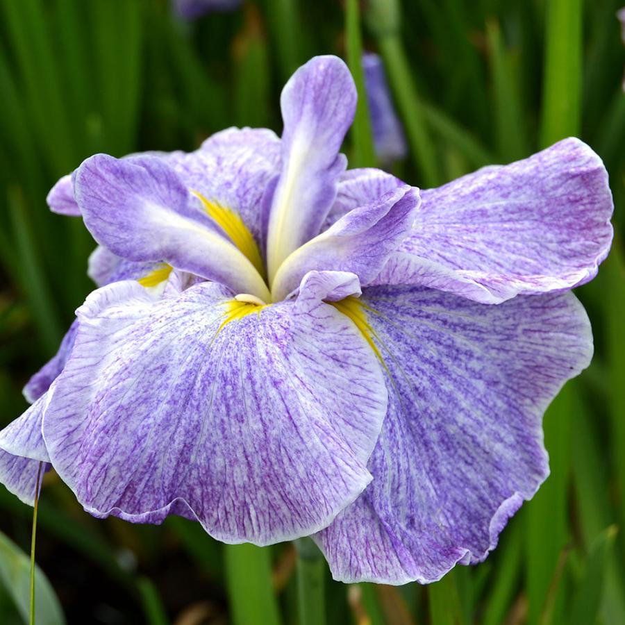 ビオトープ 水辺植物 花菖蒲 霧雨 キリサメ 肥後系白地薄藍色砂子巨大輪六英花 １ポット チャーム Charm Paypayモール店 通販 Paypayモール