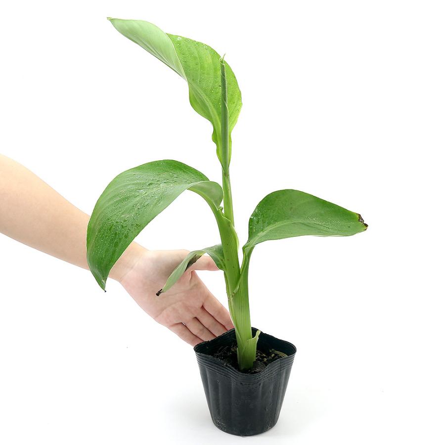 最大53 Offクーポン ビオトープ 水辺植物 カンナ トロピカル ローズ ４号 １ポット 湿生植物 Wantannas Go Id