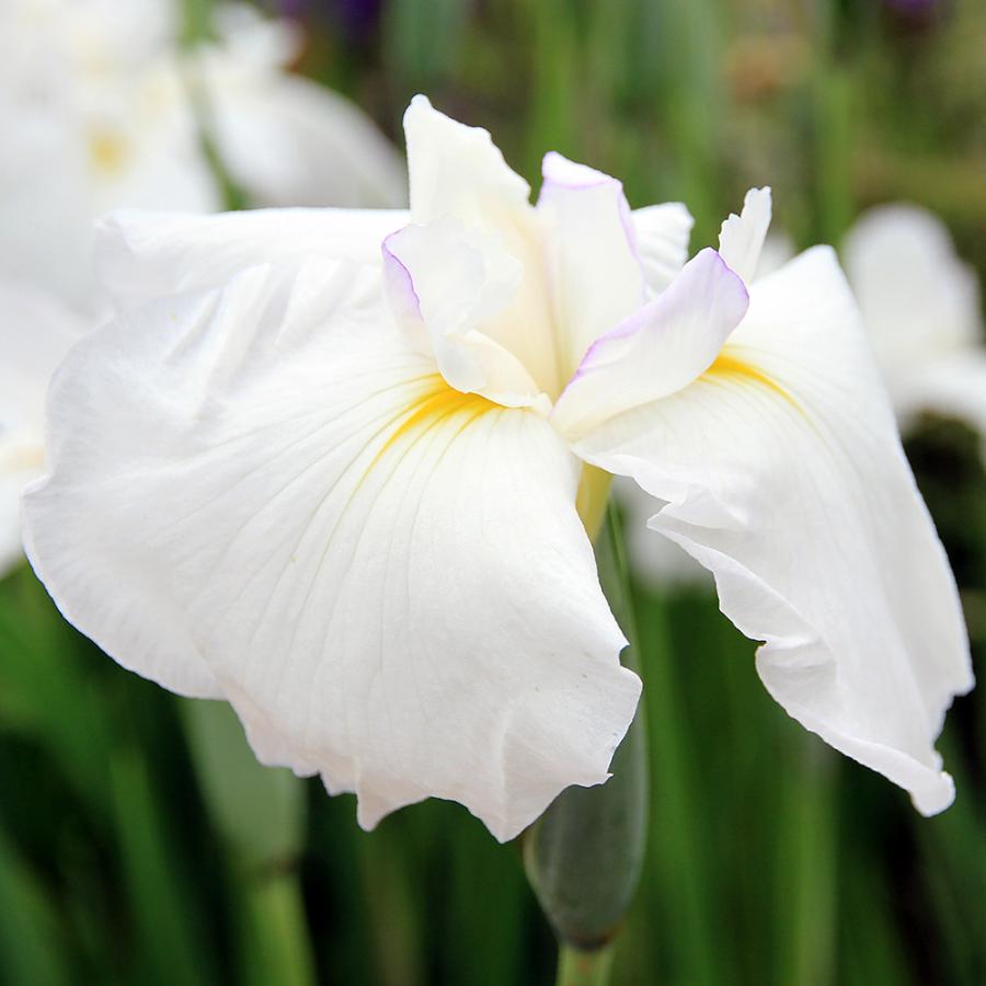 チャーム(ペット) (ビオトープ)水生植物 花菖蒲 白仙 チャーム(ペット) (ビオトープ)水生植物 花菖蒲 白仙