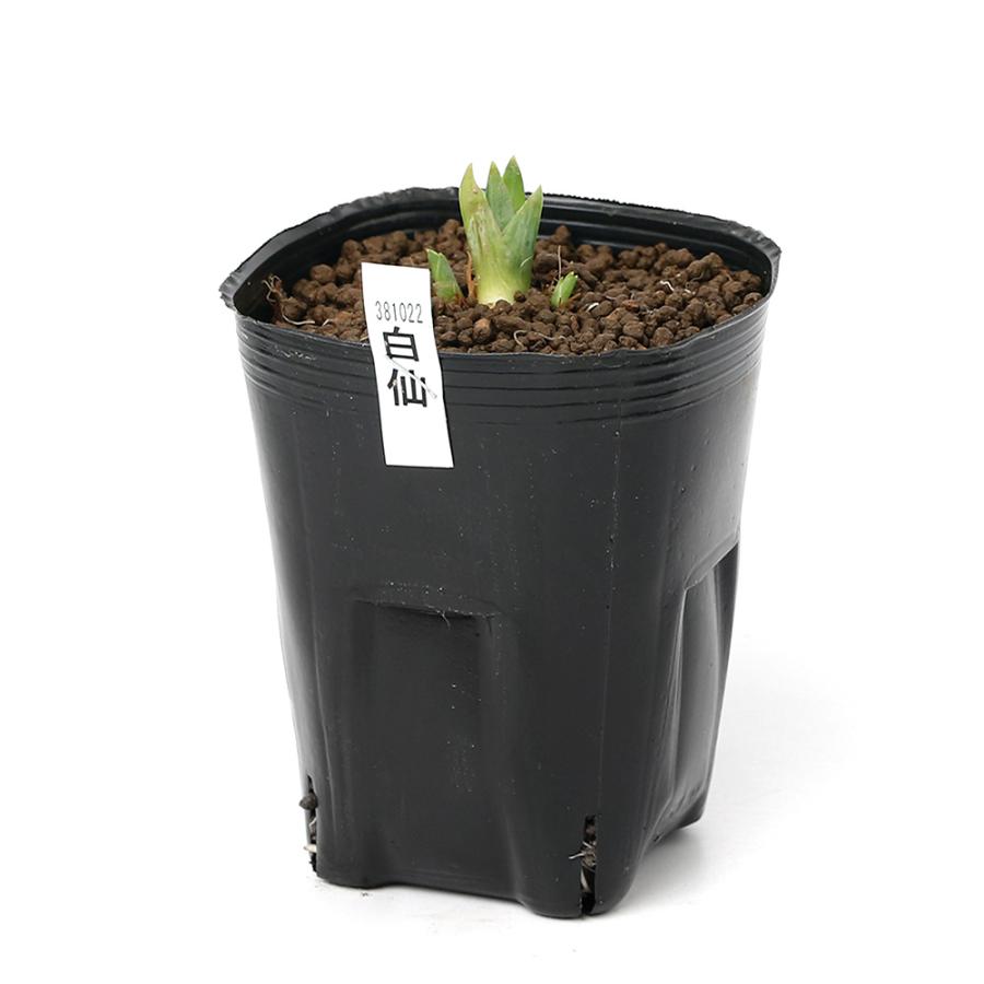 チャーム（charm） （ビオトープ）水生植物 花菖蒲 白仙（ハクセン