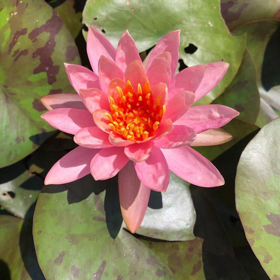 宝石の睡蓮　2枚セット 世界250枚限定】宝石の睡蓮 Jeweled Lotus複製原画 宝石の睡蓮/Jeweled