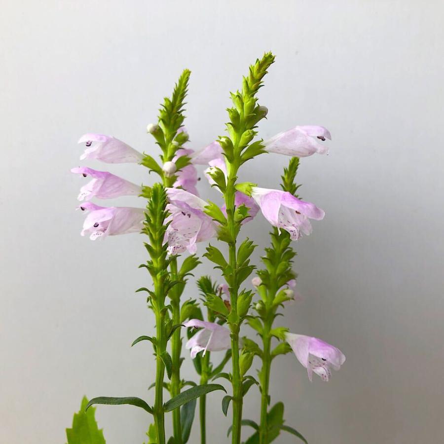 チャーム（charm） （観葉植物）ハナトラノオ（フィソステギア
