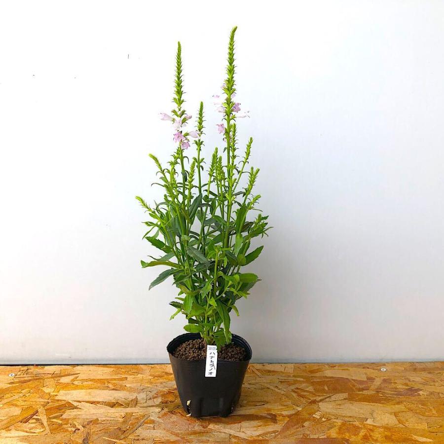 チャーム（charm） （観葉植物）ハナトラノオ（フィソステギア