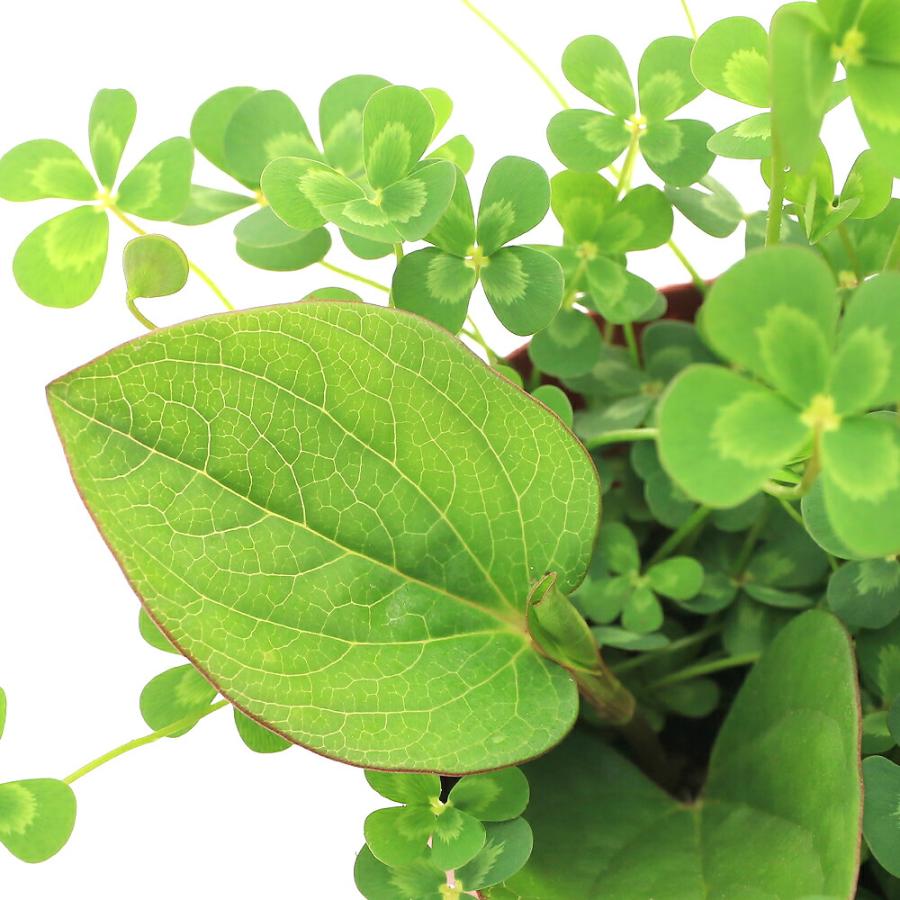 （ビオトープ）水生植物　メダカの鉢にも入れられる水生植物　ムチカとレッドサウルルスの寄せ植え（１ポット）（レッドサウルルス挿したて）（Yahoo!・チャーム charm ヤフー店）