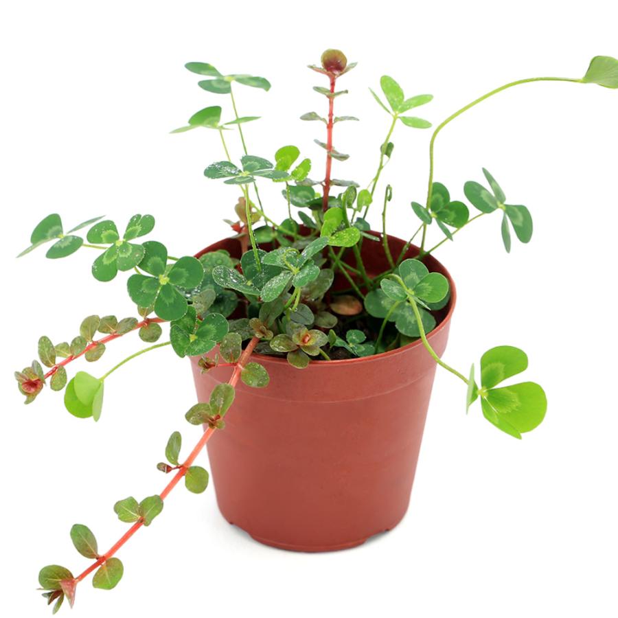 （ビオトープ）水生植物　メダカの鉢にも入れられる水生植物　ムチカと赤系ロタラの寄せ植え（１ポット）（ロタラ挿したて）（Yahoo!・チャーム charm ヤフー店）