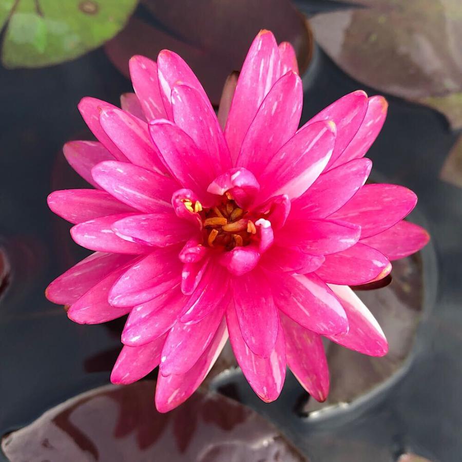 チャーム（charm） （ビオトープ）睡蓮 温帯性睡蓮（スイレン）（桃