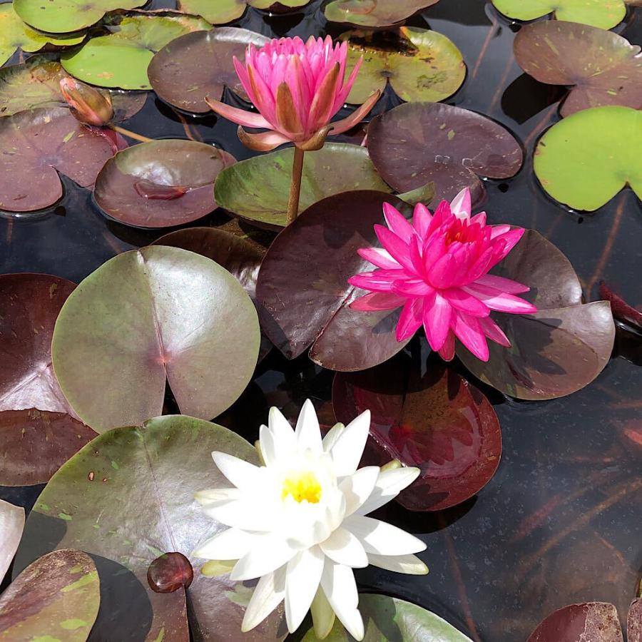 チャーム（charm） （ビオトープ）睡蓮 温帯性睡蓮（スイレン）（桃