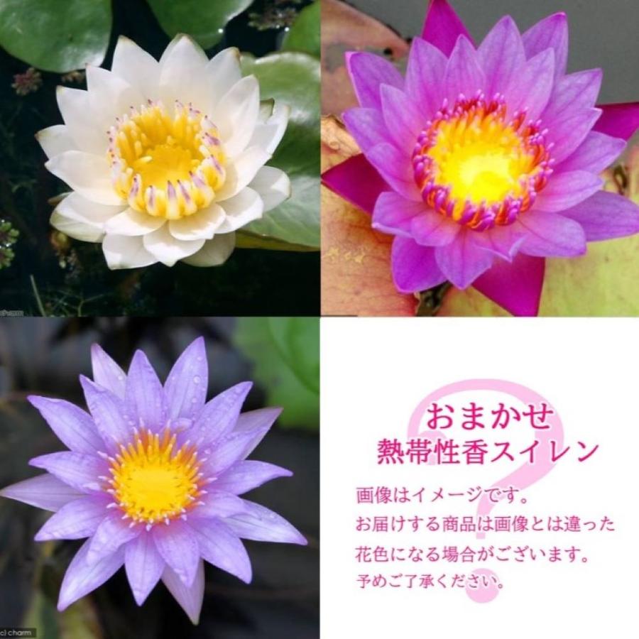 （ビオトープ）睡蓮　香り　熱帯性睡蓮（スイレン）　色指定なし（１ポット）（Yahoo!・チャーム charm ヤフー店）