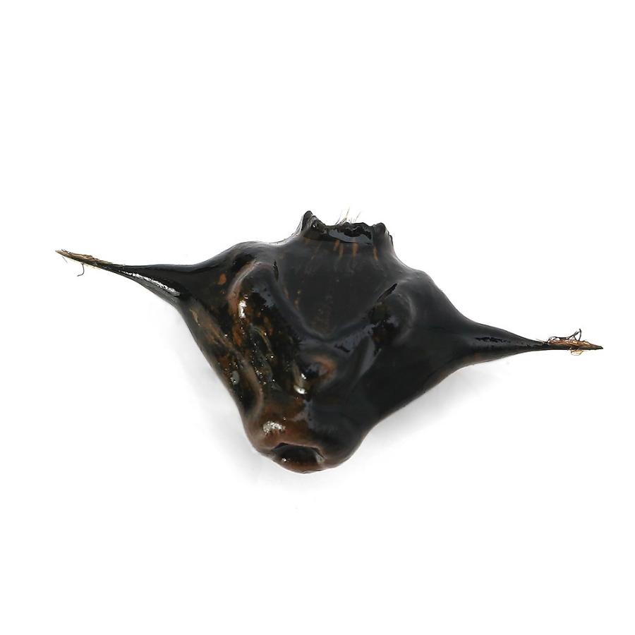 （ビオトープ）水生植物　ヒシの実　（菱の実）（１粒） | 