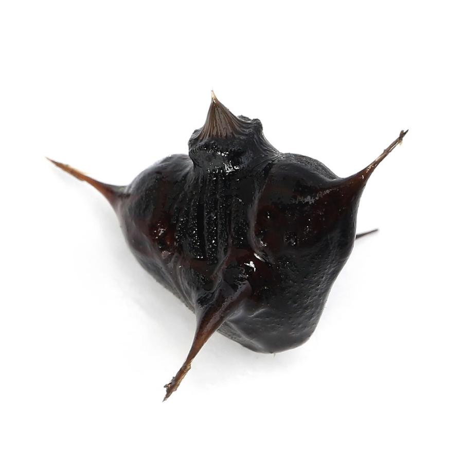 （ビオトープ）水生植物　コオニビシの実（１粒） | 