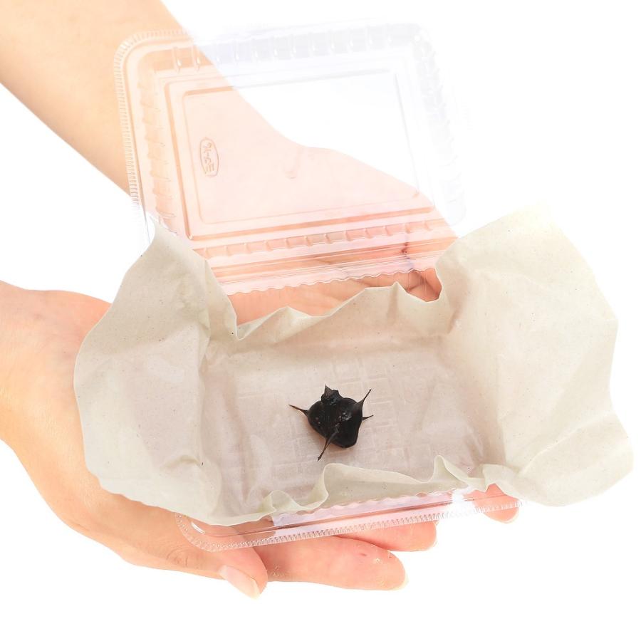 （ビオトープ）水生植物　コオニビシの実（１粒） |  | 01