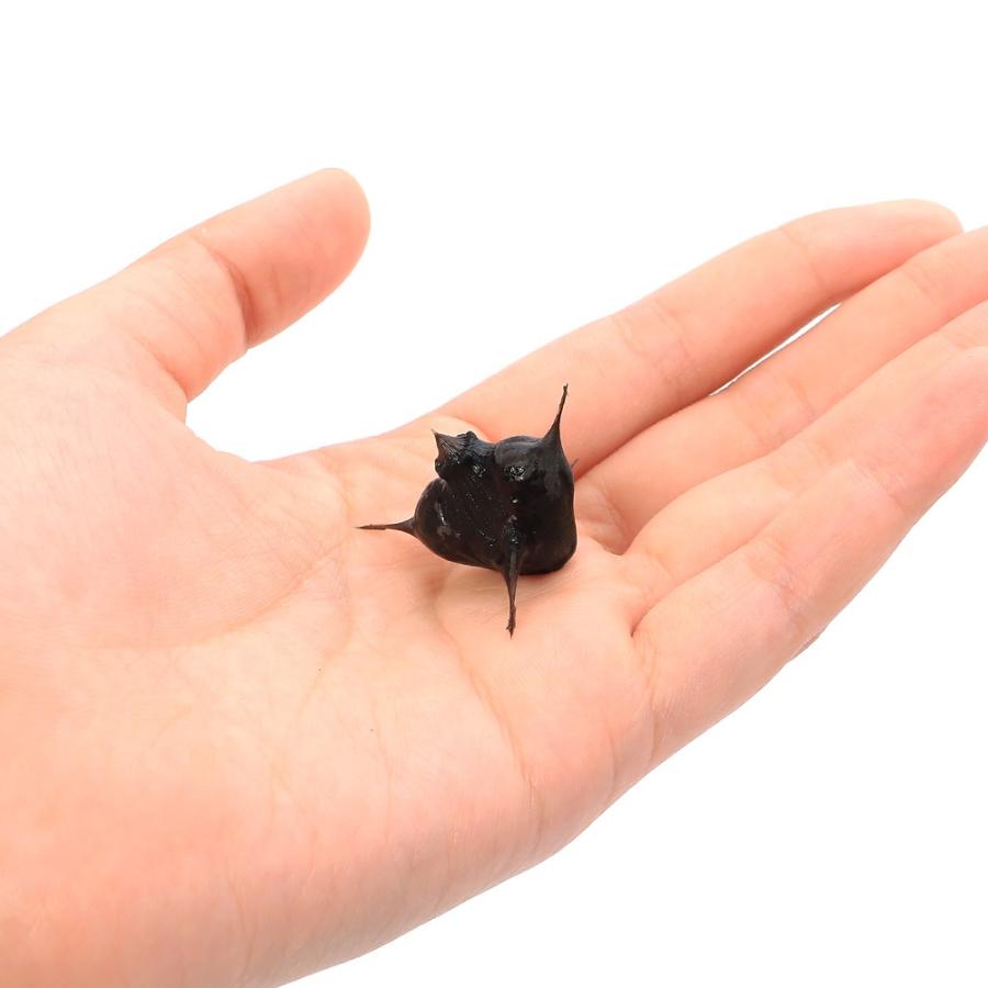 （ビオトープ）水生植物　コオニビシの実（１粒） |  | 02