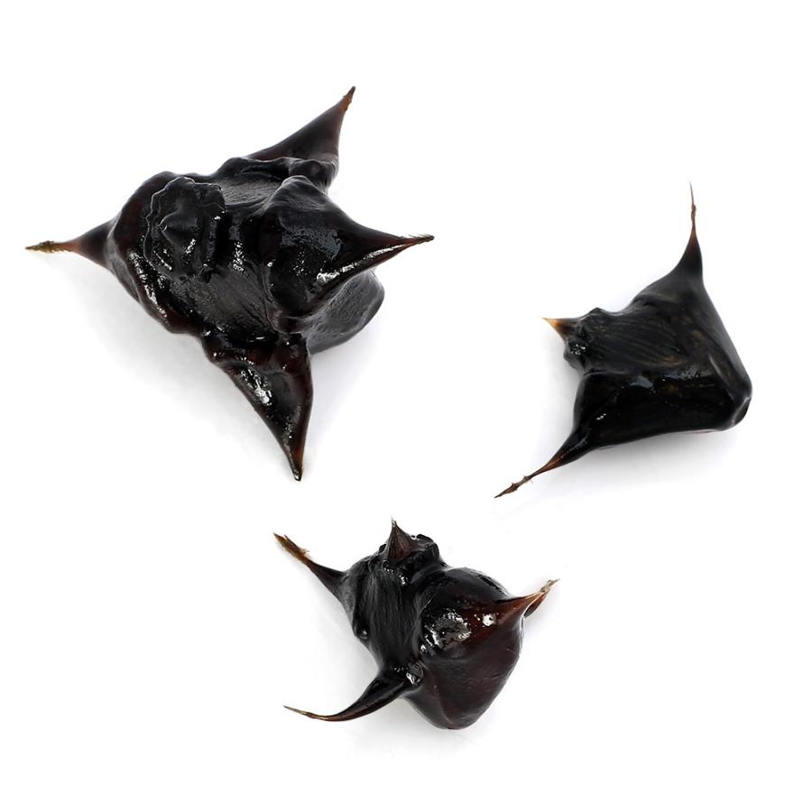 （ビオトープ）水生植物　ヒシの実３種セット（ヒシ、オニビシ、コオニビシ） | 