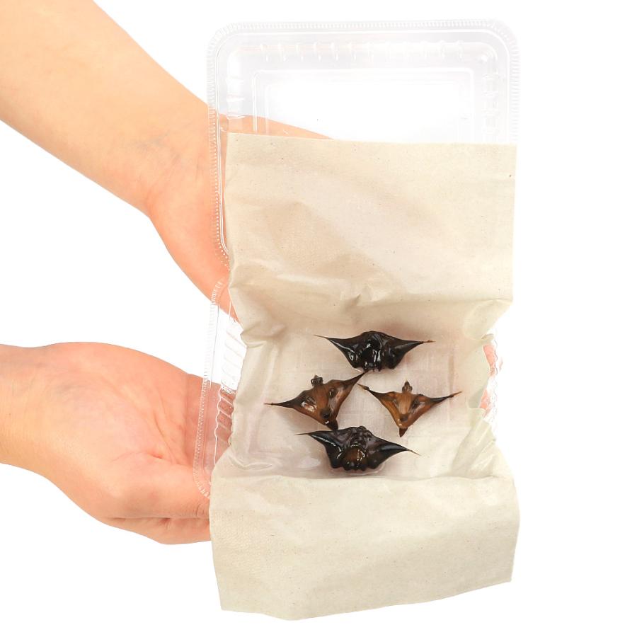 （ビオトープ）水生植物　イボビシ（疣菱）（１株） |  | 01