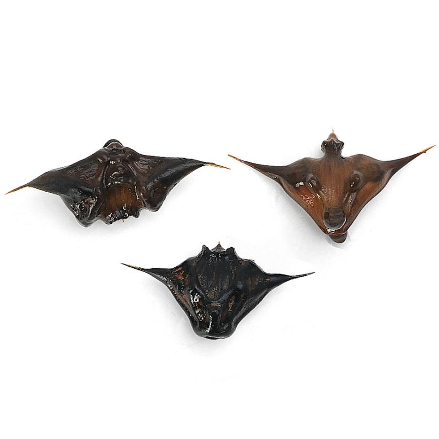 （ビオトープ）水生植物　イボビシ（疣菱）（１株） |  | 02