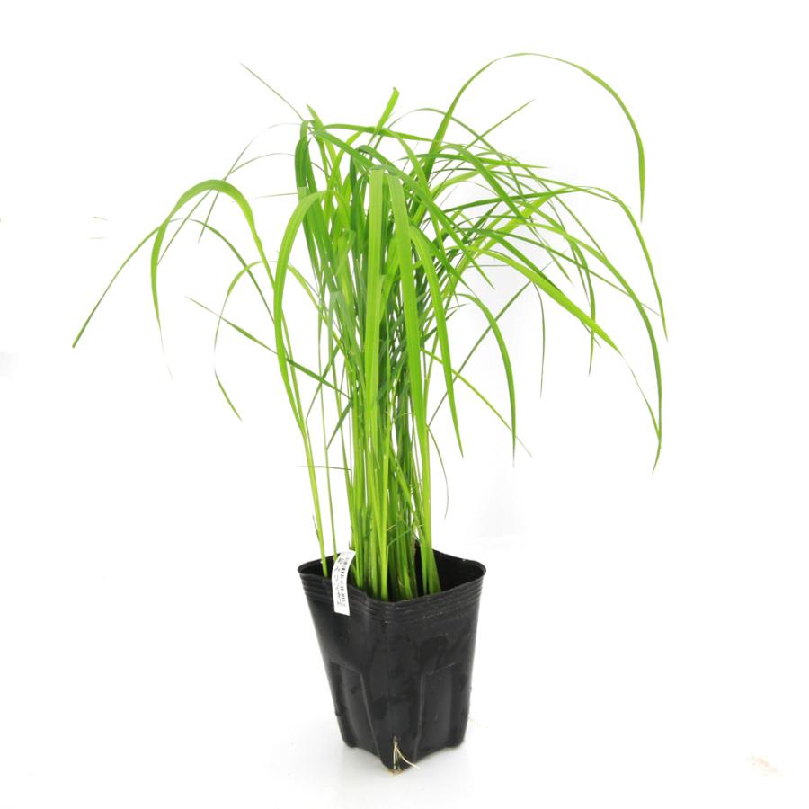 （ビオトープ）水生植物　お米の苗　国産リゾット専用米　和みリゾット（ナゴミリゾット）観賞用稲　３号（１ポット）（Yahoo!・チャーム charm ヤフー店）