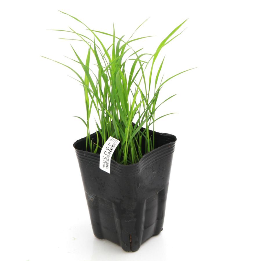 （ビオトープ）水生植物　お米の苗　低グルテリン米　ＬＧＣソフト（エルジーシーソフト）観賞用稲　３号（１ポット）（Yahoo!・チャーム charm ヤフー店）