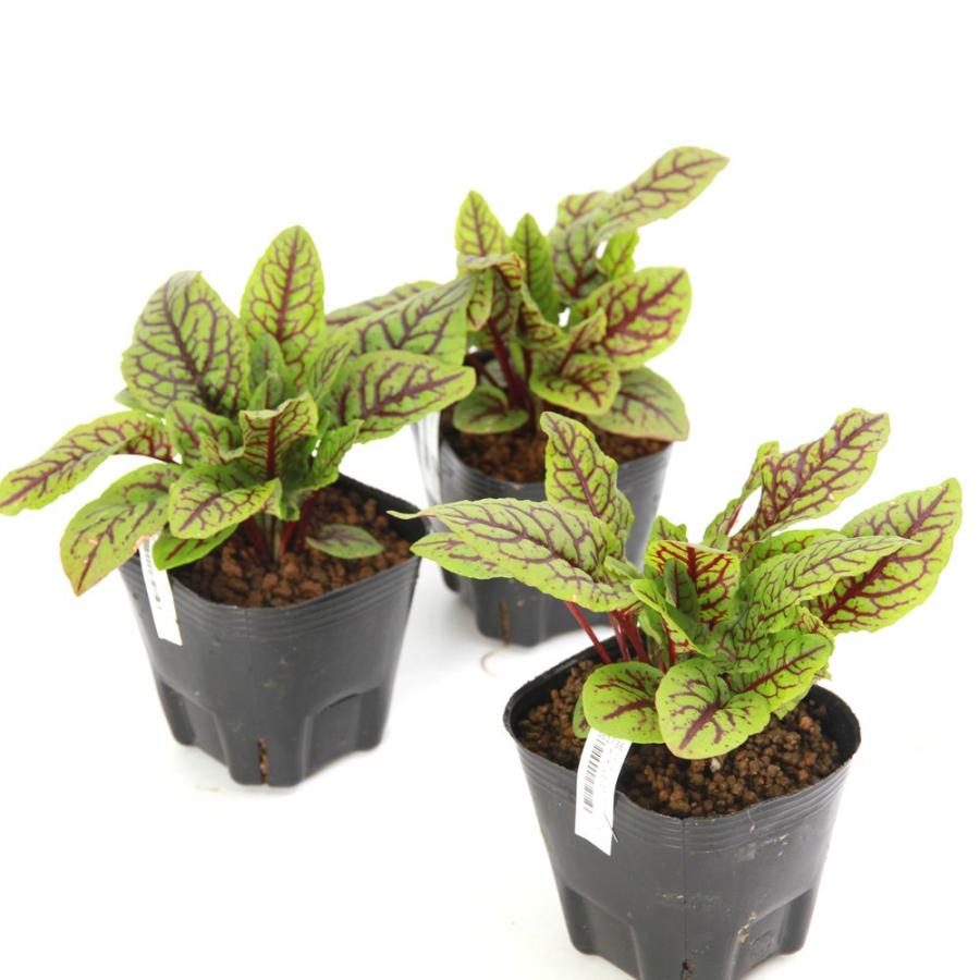 ビオトープ）水生植物 レッドソレル（ルメックス ブラッディドッグ