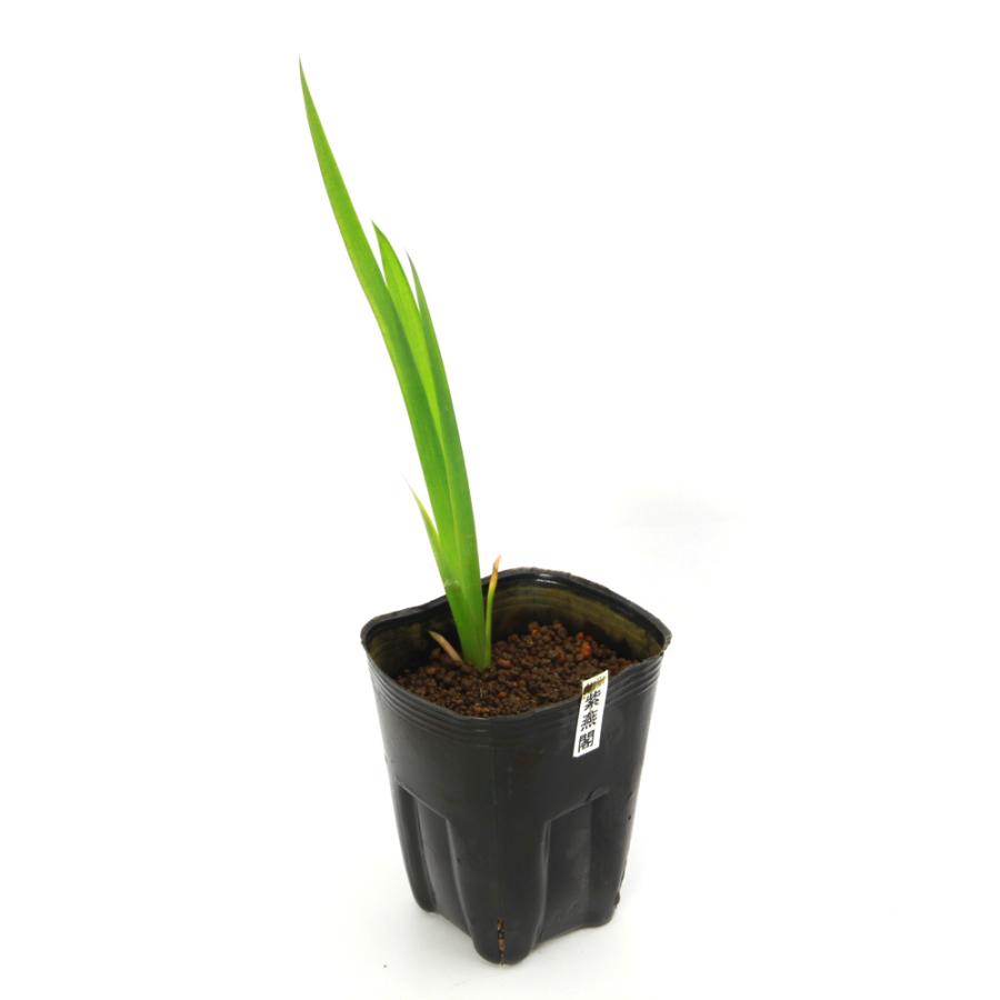 ビオトープ）水生植物 カキツバタ 紫燕閣（シエンカク）紫花（1ポット