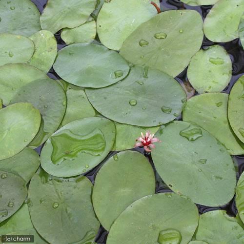 （ビオトープ）水生植物　ジュンサイ（５株）　浮葉植物　日本産水草 |  | 02