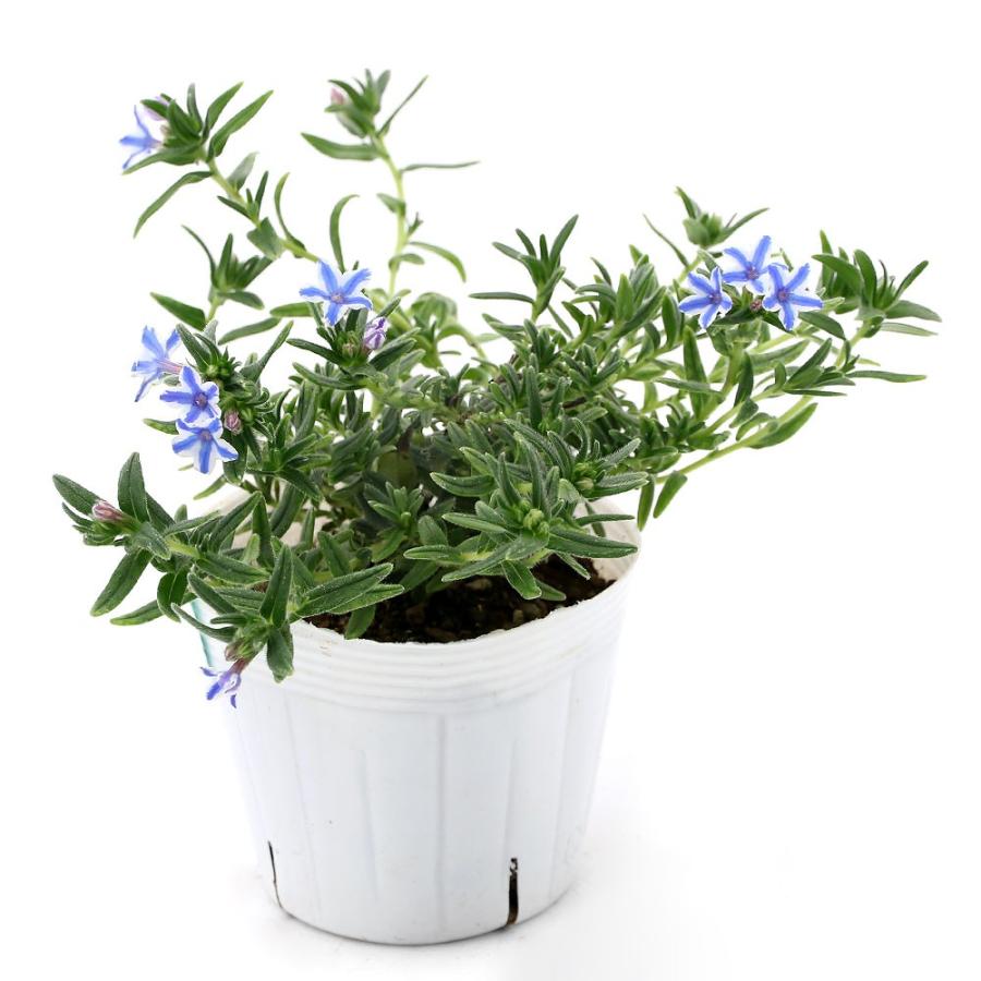 山野草 ミヤマホタルカズラ 花色おまかせ ３号 １ポット チャーム Charm Paypayモール店 通販 Paypayモール