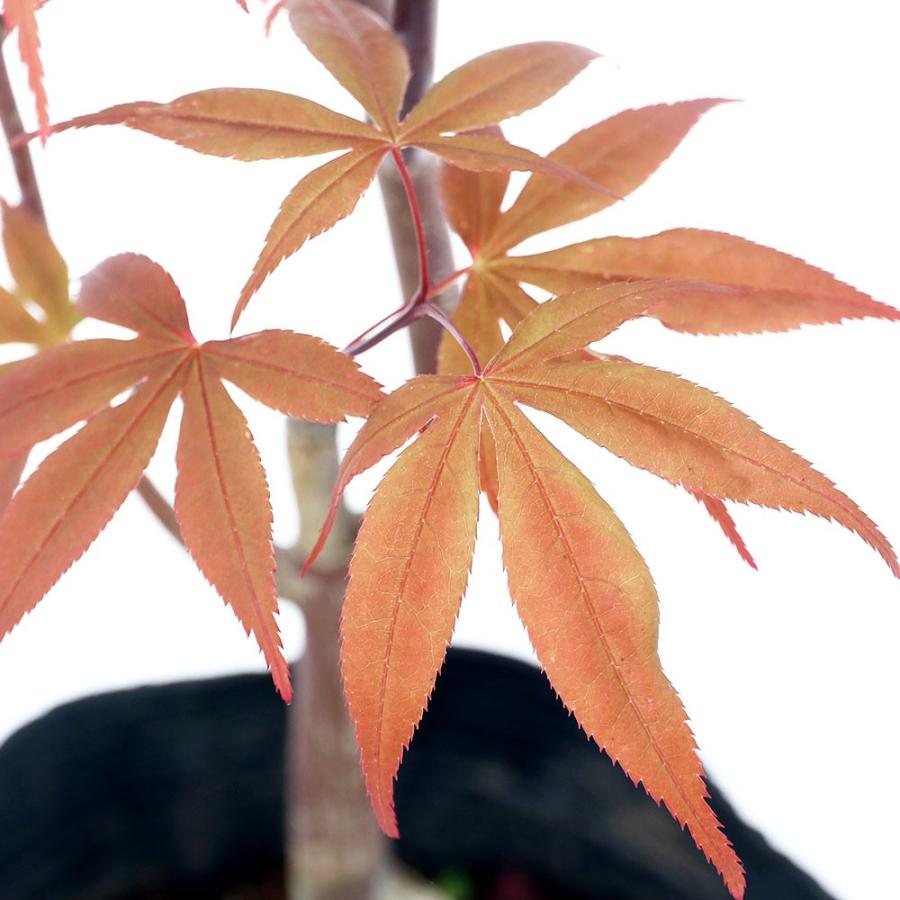 盆栽 モミジ 大ポット 猩々 ショウジョウ ５ ６号 １鉢 同梱不可 休眠株 チャーム Charm Paypayモール店 通販 Paypayモール