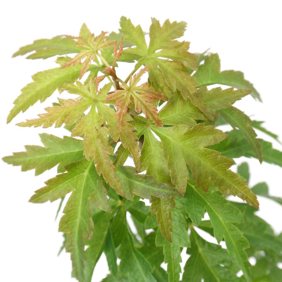 山野草 盆栽 品種系モミジ 青竜 セイリュウ ３号 １ポット チャーム Charm Paypayモール店 通販 Paypayモール