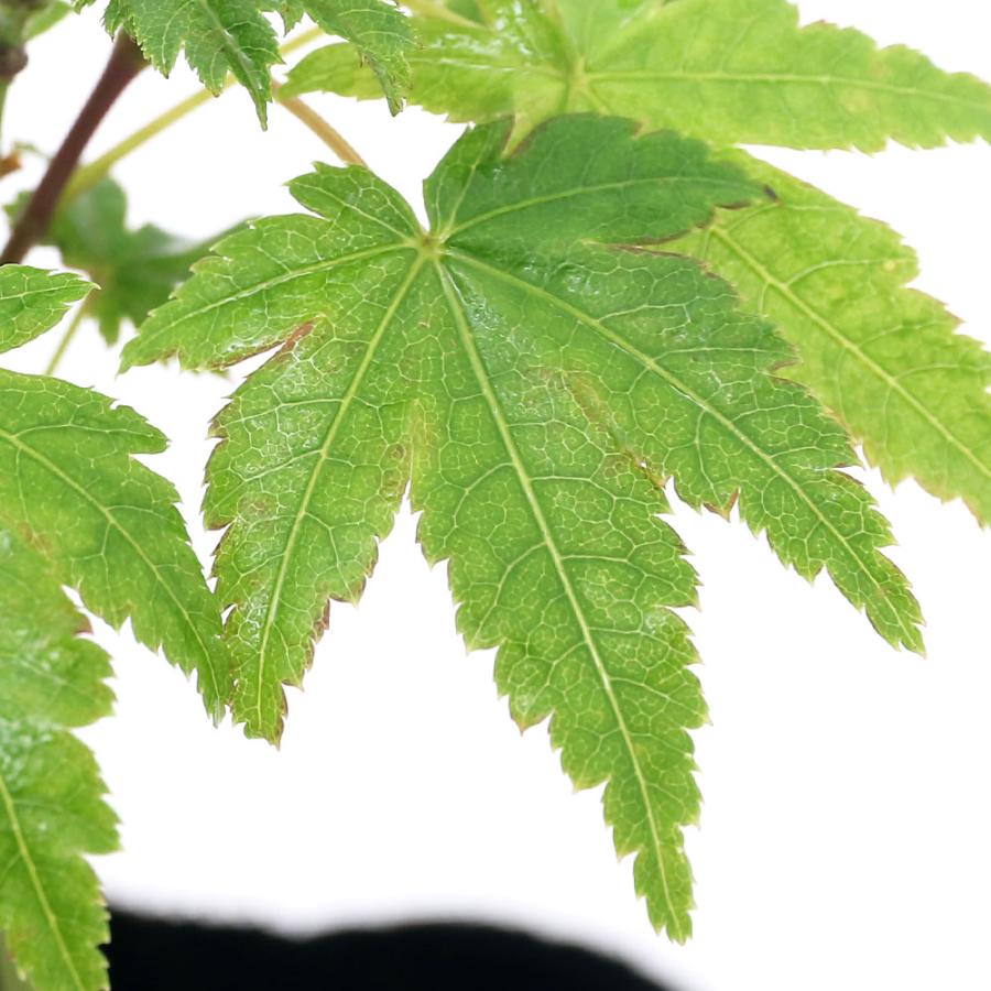 山野草 盆栽 品種系モミジ 向山谷錦 コウヤマダニニシキ ３号 １ポット