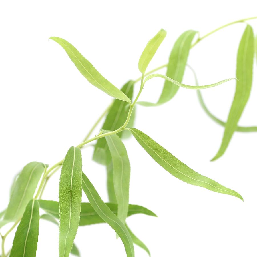 返品送料無料 山野草 盆栽 ウンリュウヤナギ 雲竜柳 ２ ５ ３号 １ポット