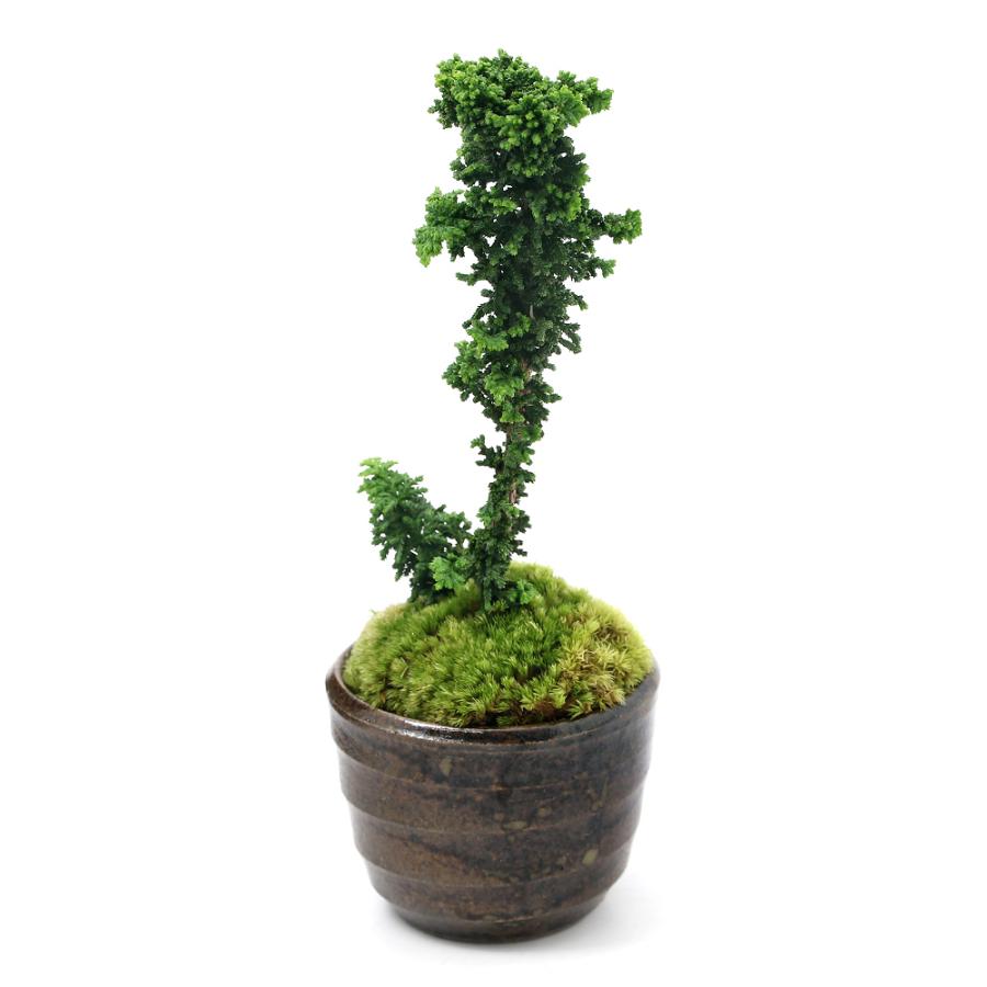 チャーム（ペット） （山野草）苔盆栽 石化ヒノキ 穴有益子焼植木鉢 